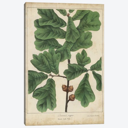 Oak Leaves & Acorns I Canvas Print #JTO2} by John Torrey Canvas Art