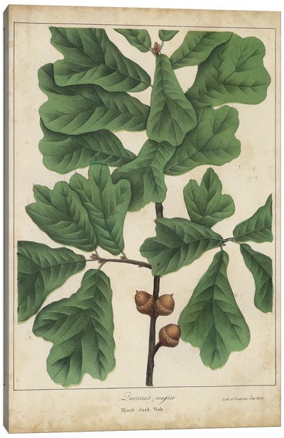 Oak Leaves & Acorns I Canvas Art Print