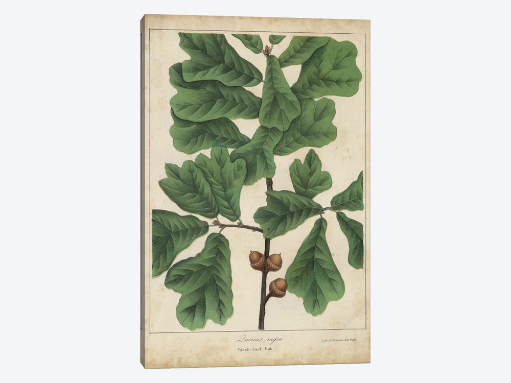 Oak Leaves & Acorns I by John Torrey 1-piece Canvas Art Print