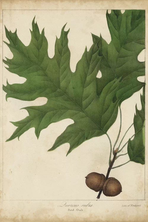 Oak Leaves & Acorns II