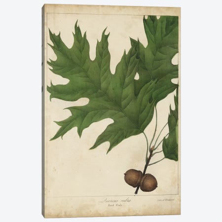 Oak Leaves & Acorns II Canvas Print #JTO3} by John Torrey Canvas Artwork