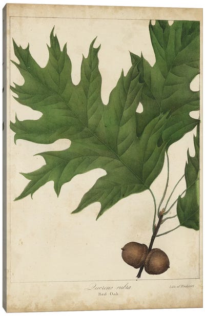 Oak Leaves & Acorns II Canvas Art Print