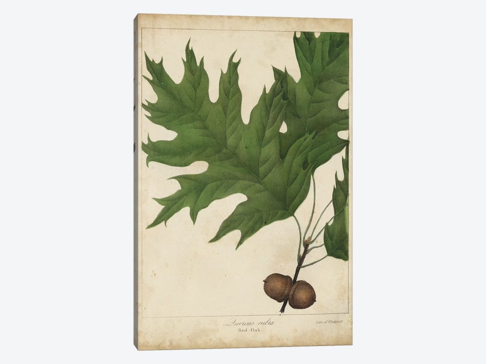 Oak Leaves & Acorns II 1-piece Canvas Art