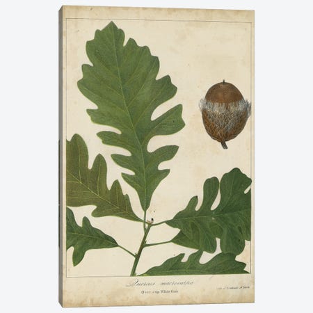 Oak Leaves & Acorns III Canvas Print #JTO4} by John Torrey Canvas Art Print