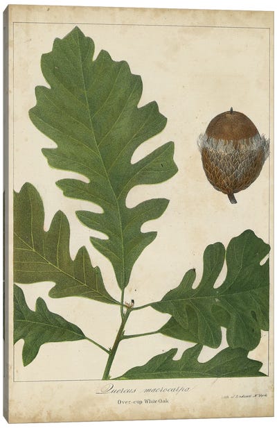 Oak Leaves & Acorns III Canvas Art Print