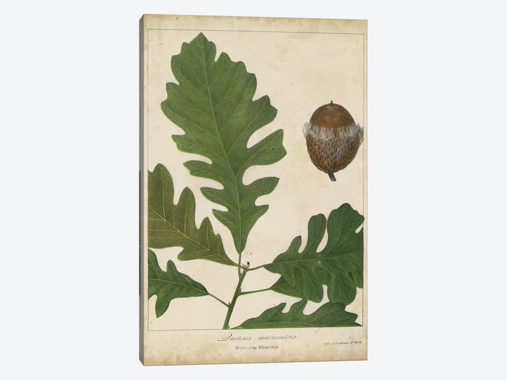 Oak Leaves & Acorns III by John Torrey 1-piece Canvas Art Print