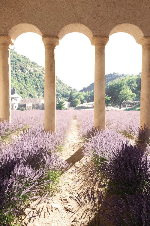 Lavender Dreamland