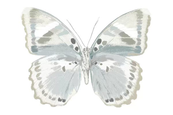 Butterflies: Butterfly In Mandarin by Julia Bosco