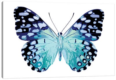 Butterfly In Metallic II Canvas Art Print - Julia Bosco
