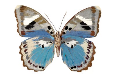 Butterfly In Pink I by Julia Bosco art print