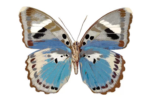 Butterfly In Pink I