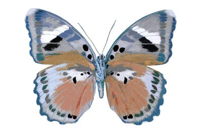 Butterfly In Pink II by Julia Bosco canvas print