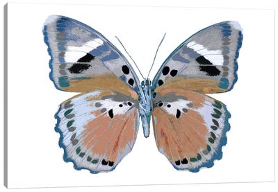 Butterfly In Pink II Canvas Art Print - Julia Bosco