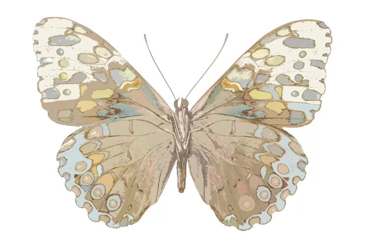 Butterfly In Taupe And Blue