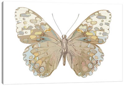 Butterfly In Taupe And Blue Canvas Art Print - Julia Bosco