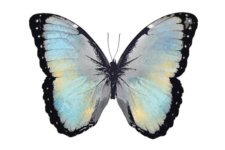 Blue Hue Butterfly