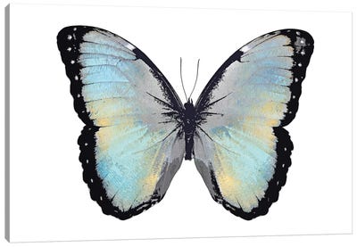 Blue Hue Butterfly Canvas Art Print - Julia Bosco
