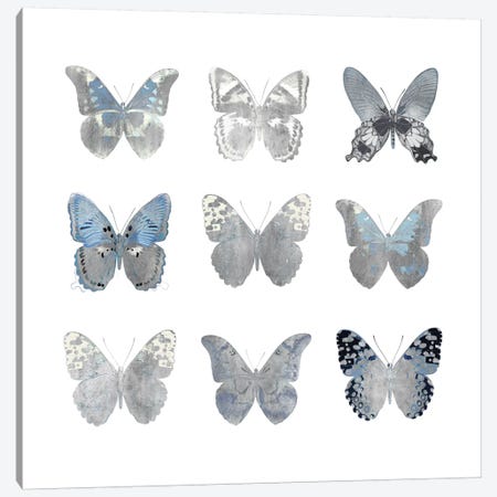 Butterfly Study II Canvas Print #JUL21} by Julia Bosco Canvas Art Print