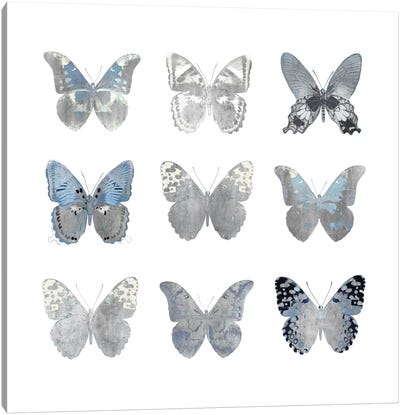 Butterfly Study II Canvas Art Print - Julia Bosco