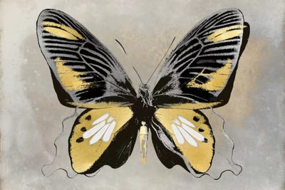 Butterfly Study III by Julia Bosco art print