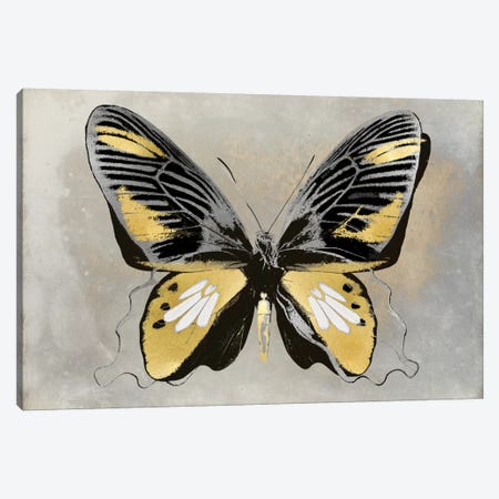 Butterfly Study III Canvas Print #JUL22} by Julia Bosco Art Print