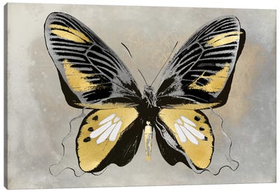 Butterfly Study III Canvas Art Print - Julia Bosco