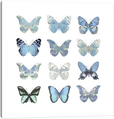 Butterfly Study In Blue I Canvas Art Print - Monarch Butterflies