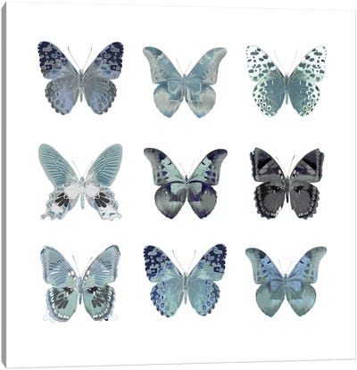 Butterfly Study In Blue II Canvas Art Print - Animal Patterns