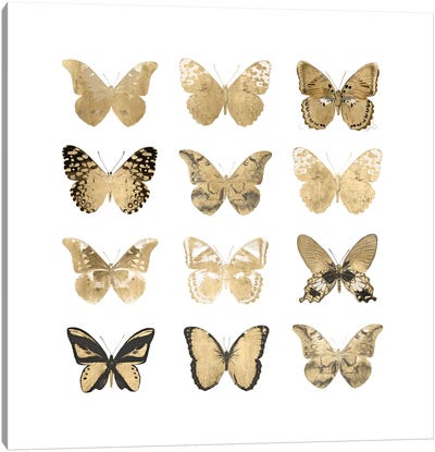 Butterfly Study In Gold II Canvas Art Print - Julia Bosco
