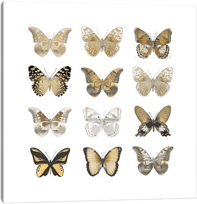 Butterfly Study In Gold III Canvas Art Print - Black, White & Gold Art
