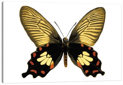 Butterfly With Orange Canvas Art Print - Julia Bosco