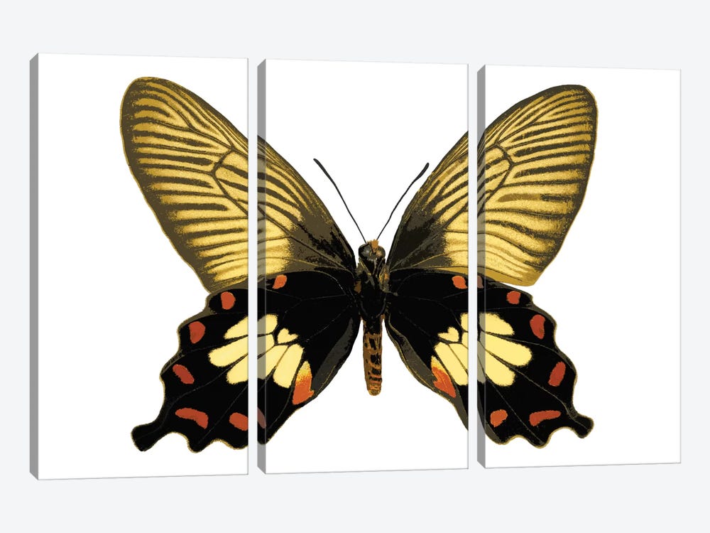 Butterfly With Orange by Julia Bosco 3-piece Canvas Art