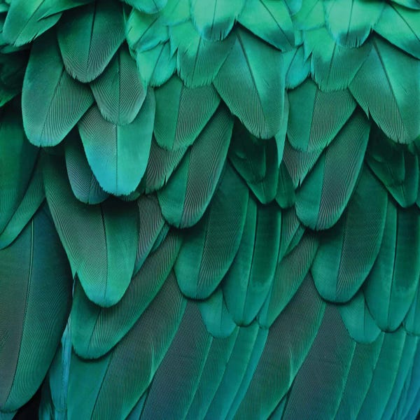 Feathers: Feathered Friend In Aqua by Julia Bosco