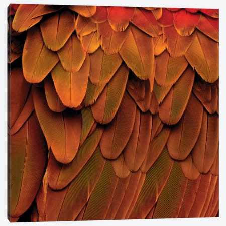 Feathered Friend In Burnt Orange Canvas Print #JUL31} by Julia Bosco Canvas Art