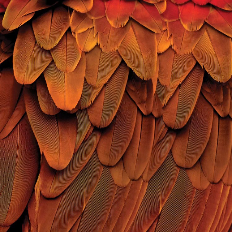 Feathered Friend In Burnt Orange by Julia Bosco wall art