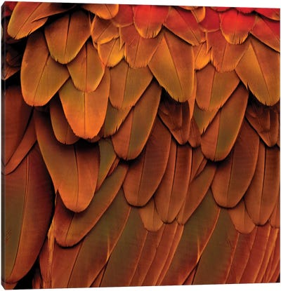 Feathered Friend In Burnt Orange Canvas Art Print - Feather Art