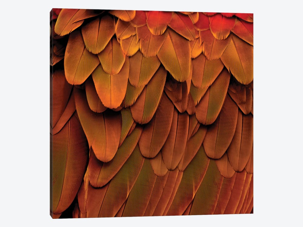 Feathered Friend In Burnt Orange by Julia Bosco 1-piece Canvas Print