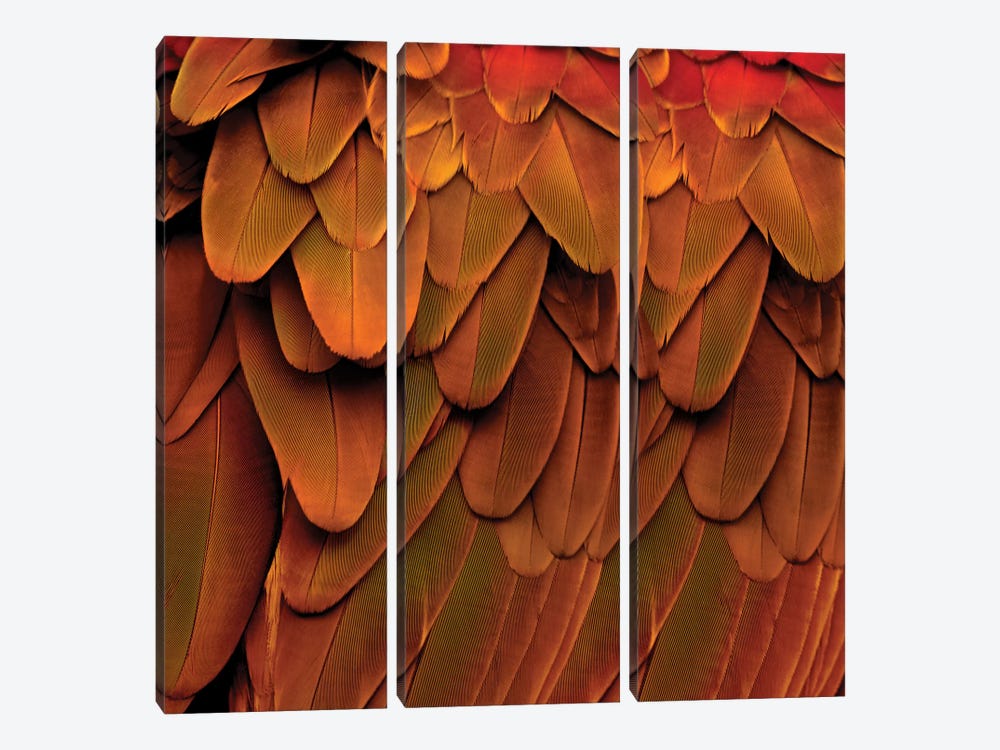 Feathered Friend In Burnt Orange by Julia Bosco 3-piece Canvas Art Print