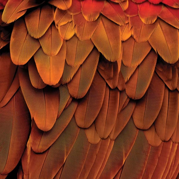 Julia Bosco: Feathered Friend In Burnt Orange by Julia Bosco