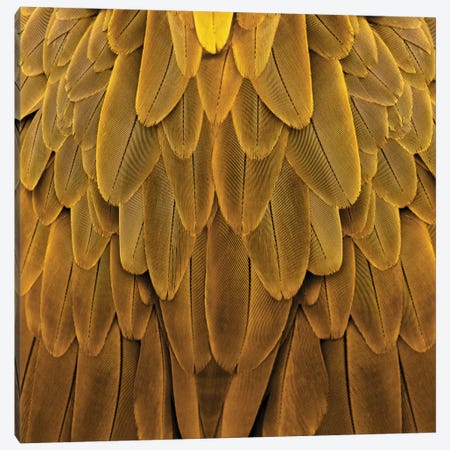Feathered Friend In Golden Canvas Print #JUL32} by Julia Bosco Canvas Wall Art