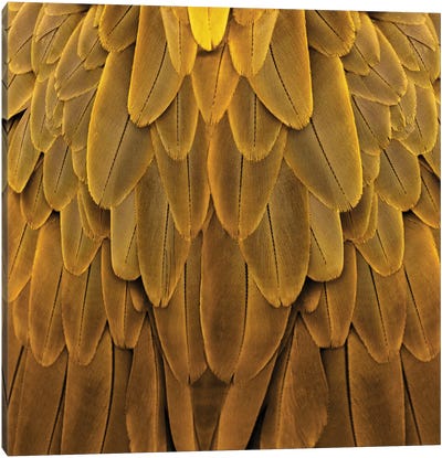 Feathered Friend In Golden Canvas Art Print - Julia Bosco