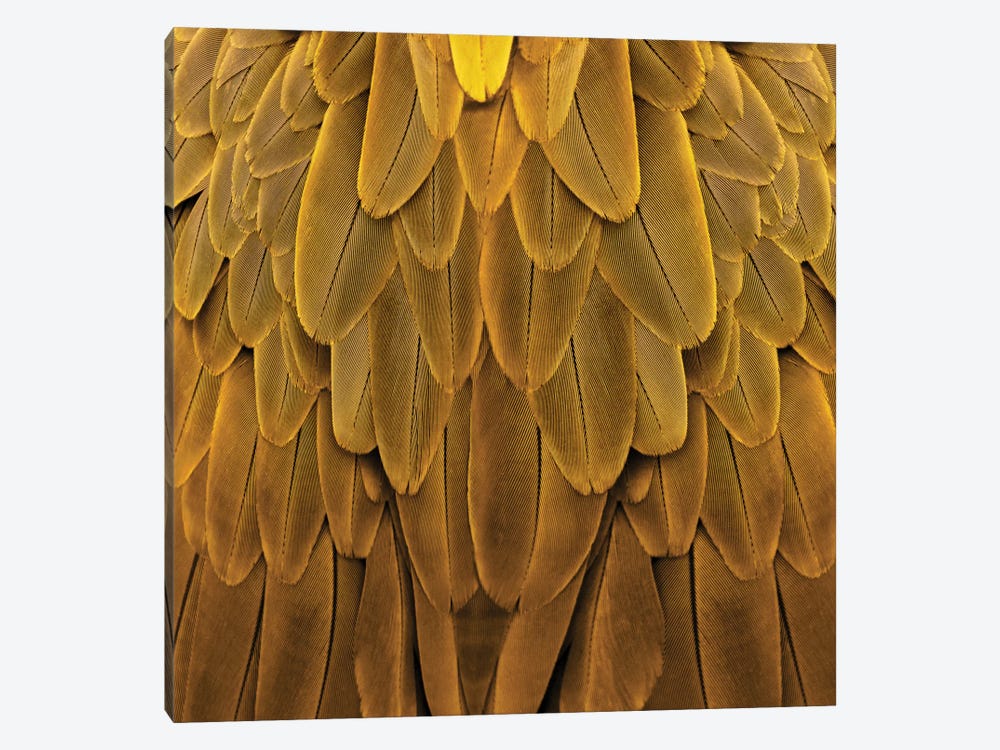 Feathered Friend In Golden by Julia Bosco 1-piece Canvas Wall Art
