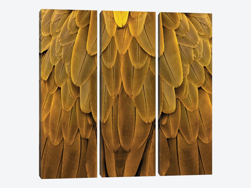 Feathered Friend In Golden by Julia Bosco 3-piece Canvas Artwork