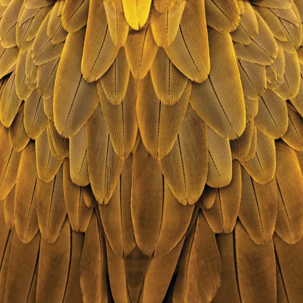 Feathers: Feathered Friend In Golden by Julia Bosco