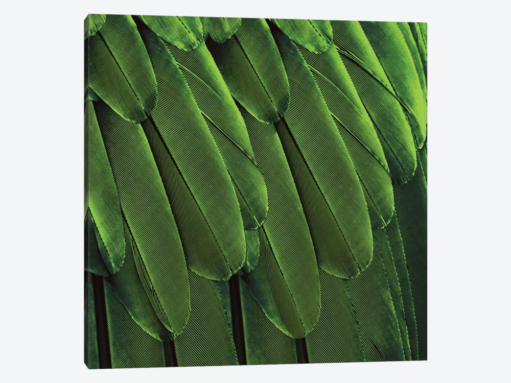 Feathered Friend In Green by Julia Bosco 1-piece Canvas Art Print