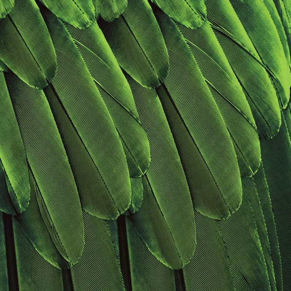 Feathers: Feathered Friend In Green by Julia Bosco