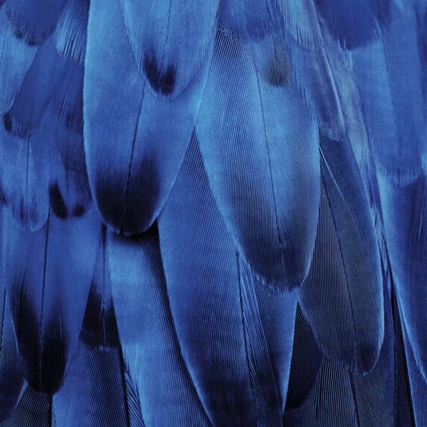 Feathers: Feathered Friend In Indigo by Julia Bosco