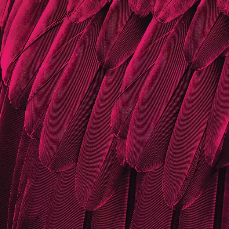 Feathered Friend In Magenta