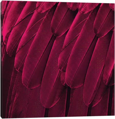Feathered Friend In Magenta Canvas Art Print - Feather Art