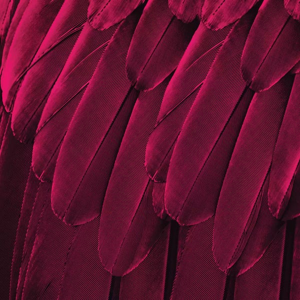 Feathers: Feathered Friend In Magenta by Julia Bosco
